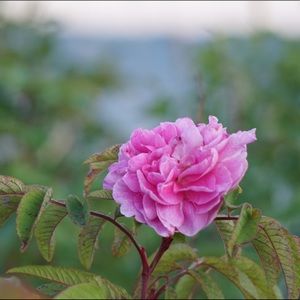 Meet your Posher, Cristine